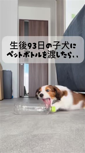 生後93日のコイケルにペットボトル渡してみた【コーイケルホンディエのノエルの日常ショート#20】
