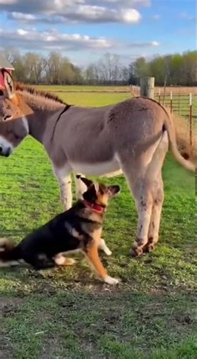 Dog Messes With Donkey… Learns a Lesson FAST! 😆💥