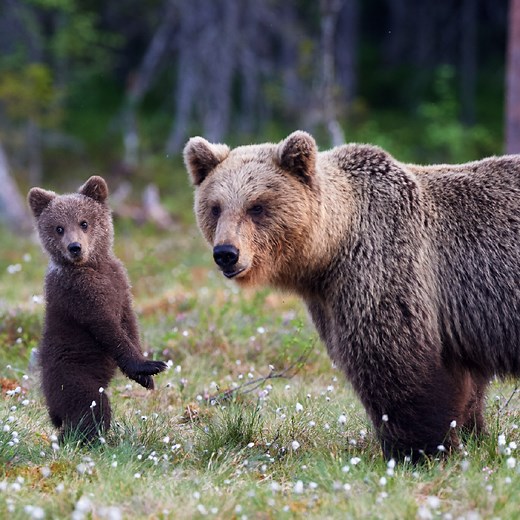 Trump is attempting to unleash inhumane thrill-killings on Alaska’s wolves and wildlife. His proposal would allow a wolf mother and her pups to be slaughtered in their den where they sleep. It’ll allow cruel trophy hunters to kill entire families of wolves and bears. It’ll open the floodgates for brutal trophy hunting methods that were banned on Alaska’s nature preserves. No wildlife deserves to be killed for the sick thrill of taking a body part -- not now, not ever. Sign the petition and deman