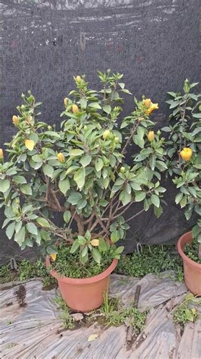 Selling mature, large-rooted double-petaled yellow hibiscus plants. Call 0977973535