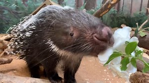 4.1K views · 146 reactions | It's #WorldPorcupineDay, and we are here...