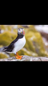 3.1K views · 310 reactions | Puffins on the Farne islands. | Walking Man Photography | Facebook