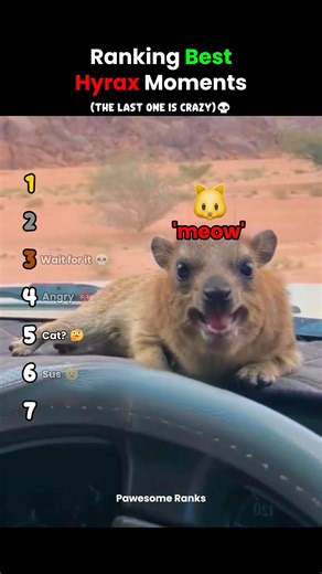 Ranking Best Hyrax Moments #usa