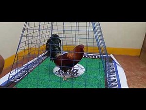 Runner-up 5Cock Derby at Pasay Cockpit last Feb 11, 2024