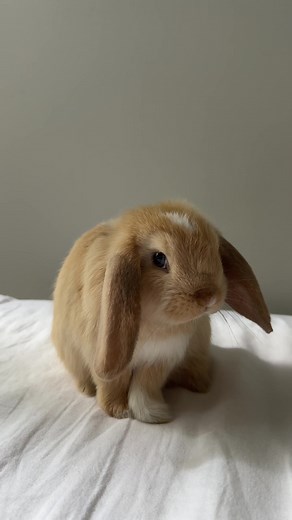 Meet Benji: The Adorable 3-Month-Old Mini Lop Bunny
