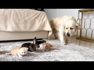 This Golden Retriever’s Reaction to Baby Kittens Is Too Funny to Miss!