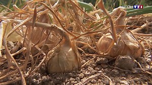 C'est la saison des oignons doux des Cévennes