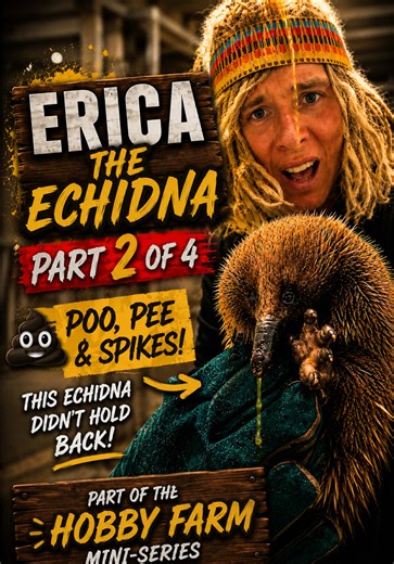 Crikey Moses, legends… 🤣 Welcome to Part 2 of 4 of Erica the Echidna’s journey! 🦔 Erica has been hanging out with us for a few days while her x-rays were reviewed by a specialised wildlife team, just to make sure there was nothing hiding that could stop her from returning to the bush. The good news? She’s been looking fantastic! 💚 The bad news? She still reckons I’m a predator… 😂 While I was giving her a quick health check and cleaning out her enclosure, she unleashed her full defensive arse