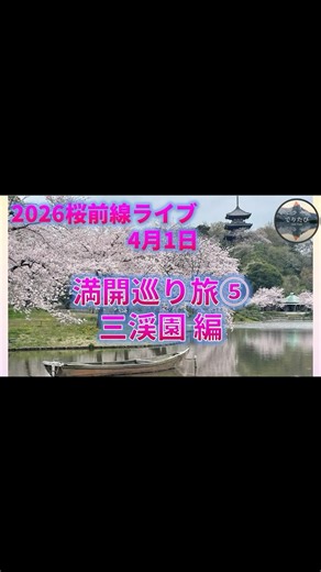 2026桜前線ライブ｜満開巡り旅⑤神奈川三渓園(2026年4月1日)【ショート版】