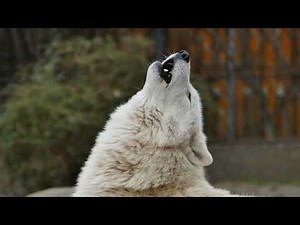 Wolf Howling Free Sound Effect