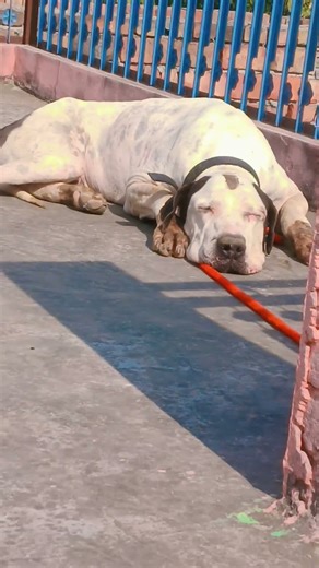 @Bittuvlogs_0007 bully kutta please spot me