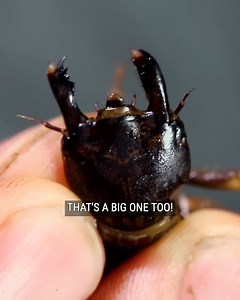 75K views · 717 reactions | BITTEN by an ALIEN! | Brave Wilderness | Facebook