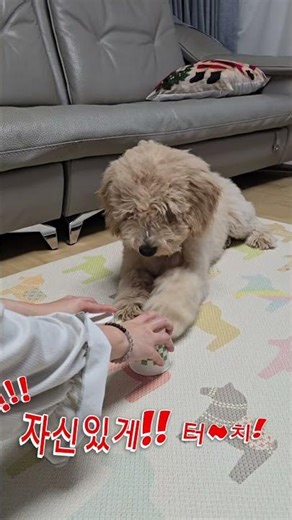 간식 찾기 게임 2탄!! #골든두들 #강아지 #간식 #goldendoodle #오늘도뭉치 #불금