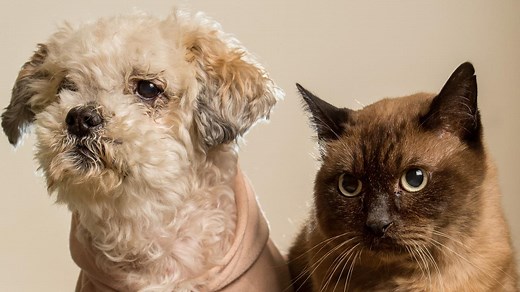 Community Fosters Animals After Shelter Appeals for Help During Arkansas Flooding