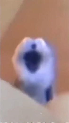 Screaming Elmo #memes