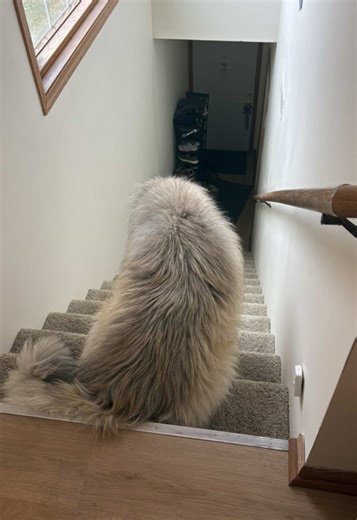 Understanding the Grumpy Fat Dog Phenomenon