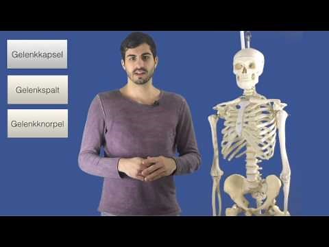 Bewegungsapparat - Gelenke