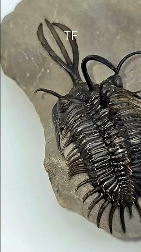 Rare Walliserops Trilobite Discovery!