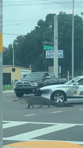 206K views · 803 reactions | These fails are a whole different animal | FailArmy | Facebook