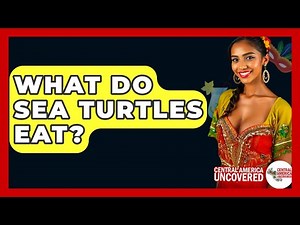 What Do Sea Turtles Eat? - Central America Uncovered