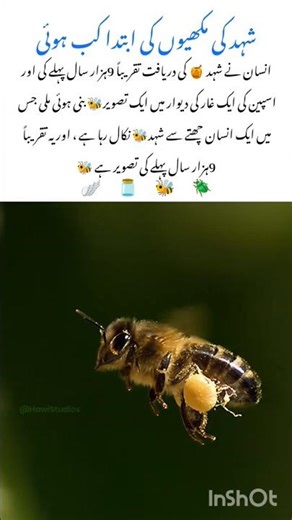 The Ancient Story of Honey Bees #honeybee #naturefacts #nature #wildlife #shorts