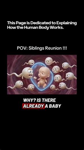 Explorlogy — How the Human Body Works on Instagram: "🧬 POV: “Excuse Me… Is There Another Egg Here?!” 😳 When millions start the race… but biology only allows one winner. Human fertilization isn’t a group reunion — it’s a highly selective biological process. Here’s what’s actually happening: 🏁 The Race Begins: Millions of sperm enter the reproductive tract 🧭 Chemical Navigation: The egg releases signals guiding them forward ⚔ Survival Challenge: Only a few hundred reach the fallopian tube 🚪 T