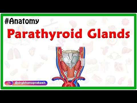 Anatomy of Parathyroid Glands Animation - Location, Blood supply, Nerve supply, Histology