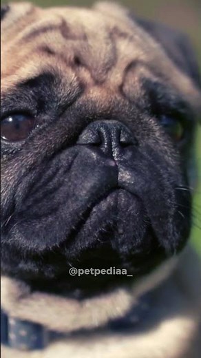 pug health issues #petpediaa
