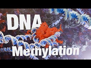 DNMT1, UHRF1, and the Secrets of Epigenetic DNA Methylation