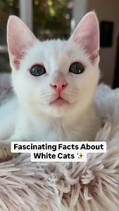 White Cat Facts 🤍✨ Do you have a White Cat? Did any of these facts surprise you? #catsofinstagram #meow #cats #whitecat #whitecatsofinstagram #whitecatsofig #instakitty #pets #petstagram #catfacts #catreels #cats #felinefriends #felinelove #feline #kittykitty #kittygram #weeklyfluff #cats #catlovers #purrfect_pets #purrfectfelines #catpage #catfriends #catperson | The Cat Crew