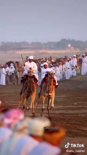 Camel Racing Event Highlights Traditional Sport