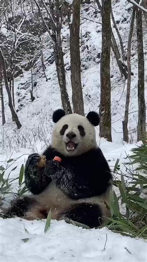 Pet Giant Panda - China's National Treasure and Protected Animals