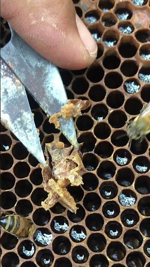 Managing Queen Cells in Beehive 🐝 #shorts