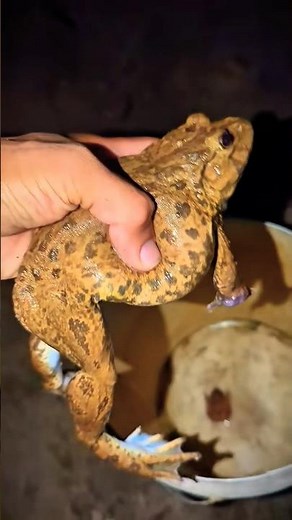 Bonk Bonk the frogs funny | Bullfrog and Toad funny fly or jump | Animal for fun | Funny Frog