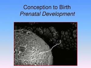 Conception to Birth Prenatal Development - SlideServe