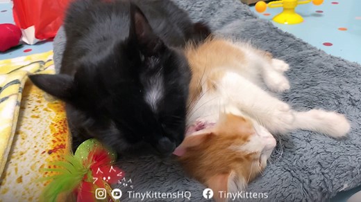 Buttercup and Westley are SO. EXCITED. to have a kitten to baff! 😸💕 Tune in live: TinyKittens.com/live Adopt Buttercup & Westley: TinyKittens.com/adopt Minnow's viral panel came back negative, and he's been vaccinated for a week, so we were finally able to move him in with them! This is GREAT mews, because Minnow needs to learn some important kitten life lessons, like how hard is too hard to bite when you're playing with your friends.🦈 Westley and Buttercup LOVE kittens, and they have shown t