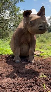 The sun is shining, the birds are singing, and Raha is having an excellent day. She even looks like she’s smiling! — Raha is a miracle rhino. Orphaned as a newborn, she was then attacked by predators, who mauled her rear end and left her with extensive internal and external injuries to her rear end. It has been a real mission to save her, which makes it all the more wonderful to see the purposeful, happy girl she is today. Raha’s journey will continue to unfold over the coming months and years. 