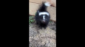 Little Skunk Makes Adorable Stomps