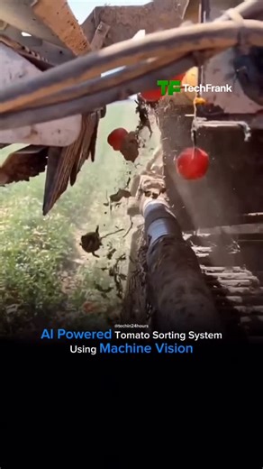TechFrank | Tomato sorting machines are widely used in agriculture and food processing to sort tomatoes based on size, color, ripeness, and quality.... | Instagram
