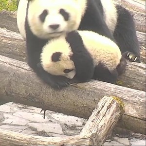 13K views · 1.9K reactions | Panda cuddles. | explore.org | Facebook