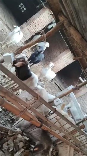 A professional mineral salt brick export enterprise: 861336538503