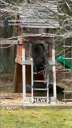 Bear sliding down family's backyard slide 🐻🎢