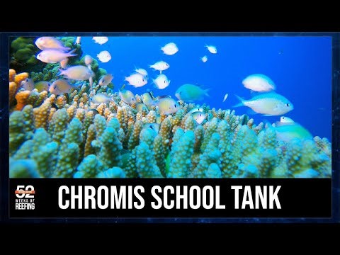 Week 3: Chromis School Tank - Nature’s Coordinated Dance | 52SE