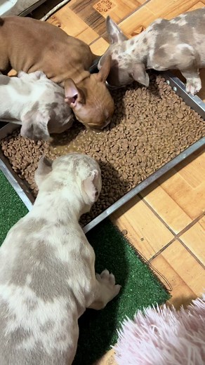 Comida para Cachorros: Descubre la Mejor Opción