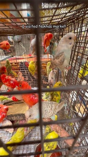 Lucknow Nakhas Market 😮🐟🐦 #shorts#fish#tips#tank #bettafish#aquarium#betta#guppy#mollyfish