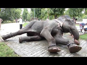 Facts About Wild Elephants