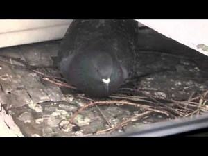 pigeons building a nest