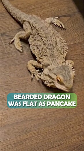 106K views · 1.9K reactions | Abandoned bearded dragon was flat as a pancake. Now she's full of love  #beardeddragon #rescuepet #cuddlebuddies | Cuddle Buddies | Facebook