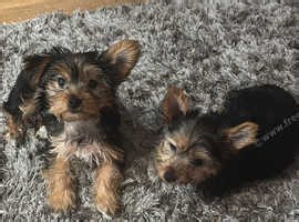 One little boy left, Yorkshire terrier - £1,000