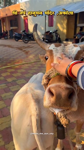 Akola city  on Instagram: "श्री तपे हनुमान मंदिर 🙌🏻🔱🚩जय श्री राम 🚩🚩 . . #akola #akola_the_sun_city #rajrajeshwarmandir #akolekar #tapehanumanmandir"